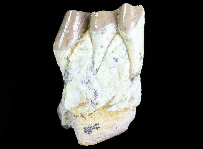 Oreodont (Leptauchenia) Jaw Section - South Dakota #70113